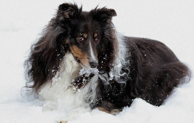 狗,看,雪,每个