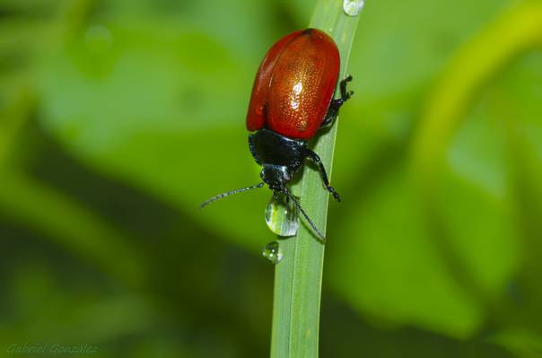 浅焦点摄影的红色和黑色的甲虫在绿草白天高清壁纸