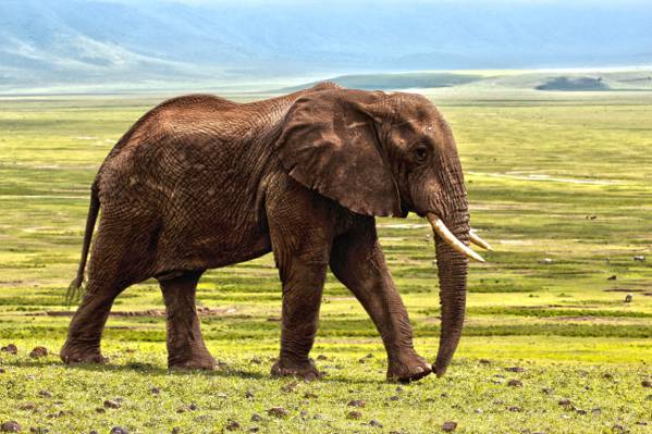 棕色大象在草地高清壁纸