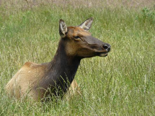 特写照片的黑色和棕色的动物,在绿草地上,罗斯福麋高清壁纸