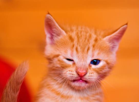 橙色虎斑小猫坐在房间内高清壁纸