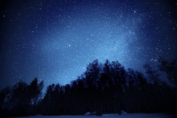 夜晚,树木,天空,星星,森林