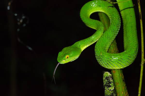 光滑的青蛇,竹叶青,坑v蛇,考亚国家公园高清壁纸