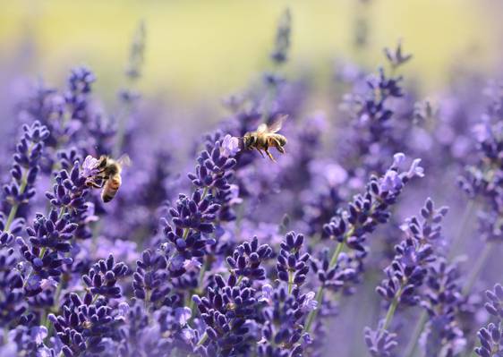 两个棕色的蜜蜂上紫色的花朵高清壁纸