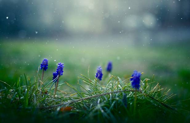 鲜花,蓝色,穆斯卡里,草,雪花,春天