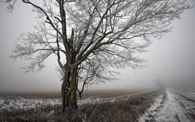 壁纸树,道路,景观,冬天