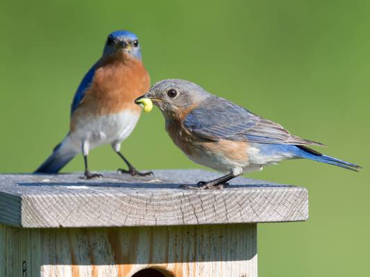 两只蓝色和棕色的鸟栖息在棕色的木制鸟房子与一只鸟在食物中喙高清壁纸