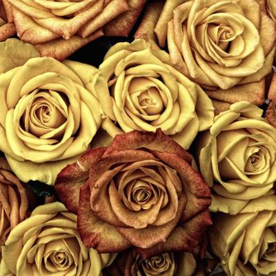 棕色和黄色玫瑰高清壁纸的特写镜头摄影