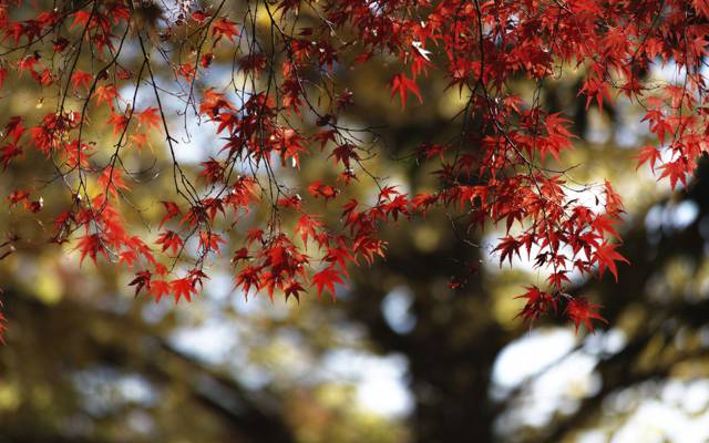 枫树,树,秋天,树叶,深红色