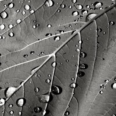 叶子的灰色照片有水滴HD墙纸的