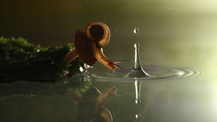 壁纸水,蜗牛,Vadim Trunov摄影师,飞溅,蘑菇,苔藓