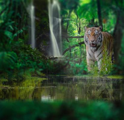 森林,野猫,丛林,瀑布,水,老虎