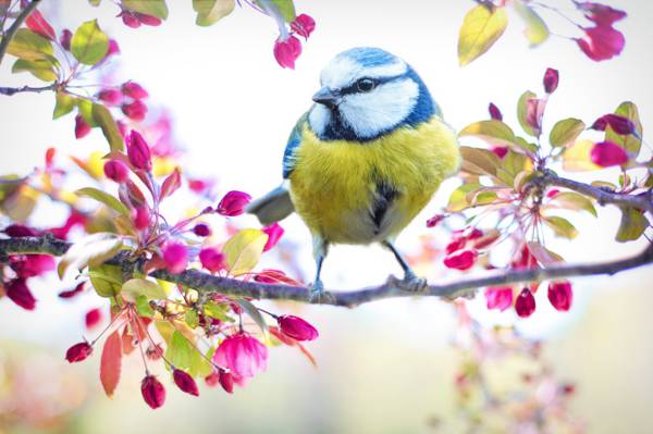 选择性焦点摄影的蓝色和黄色的短喙鸟高清壁纸
