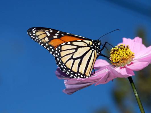 蝴蝶的选择聚焦摄影在桃红色pallled花的花粉HD墙纸顶部