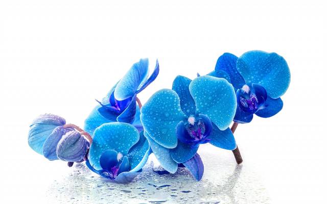 壁纸花,兰花,蓝色,滴眼液