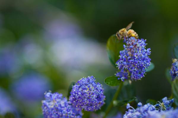 鲜花,宏,植物,性质,花,模糊,绿色,蓝色,昆虫,蓝色,蜜蜂
