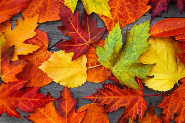 树,秋天,五颜六色,叶子,秋天,叶子