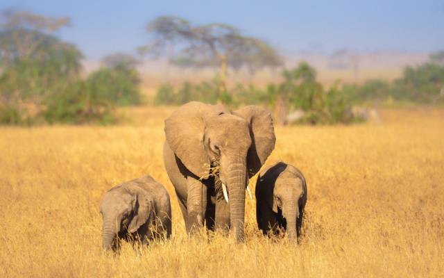 自然,大象,非洲