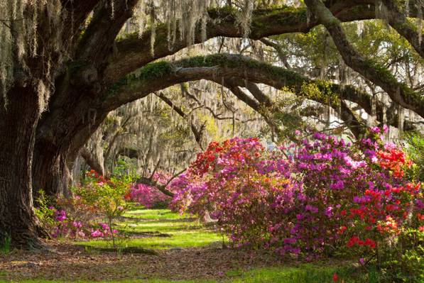 Park, trees, the bushes, Magnolia Plantation & Gardens