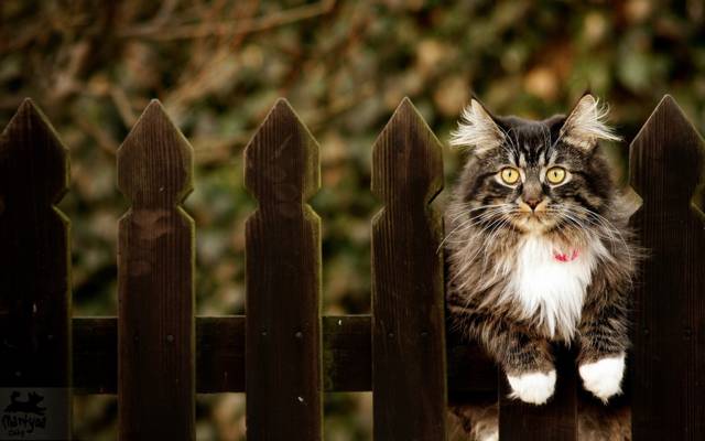 猫,篱笆,背景