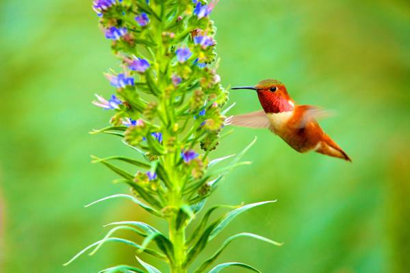 在紫色开花植物旁边飞行的蜂鸟在选择性焦点摄影的白天高清壁纸