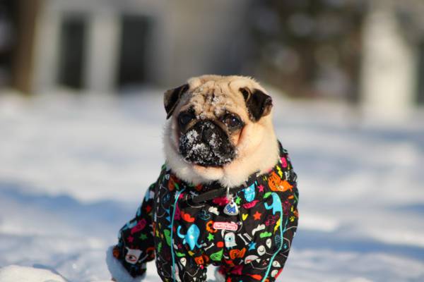 雪,哈巴狗,帕格,冬天