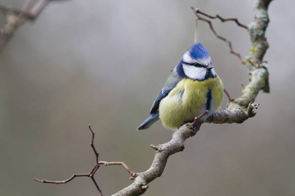 蓝色和绿色羽毛的鸟在白天高清壁纸棕色树枝