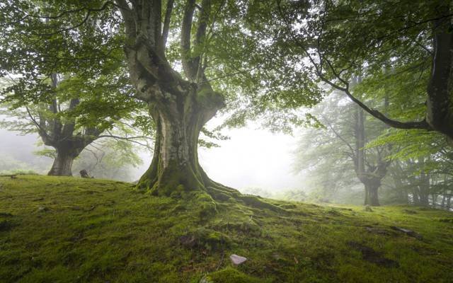 英国,阴霾,森林,自然