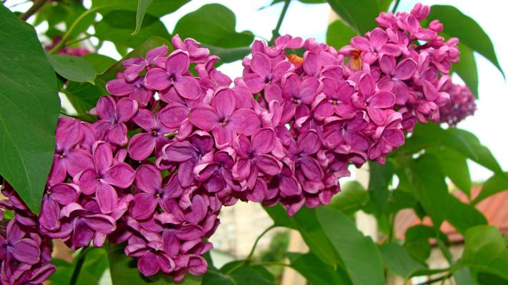 春天,作者Elena Anikina的照片,美在于简单,宏观,淡紫色的花朵