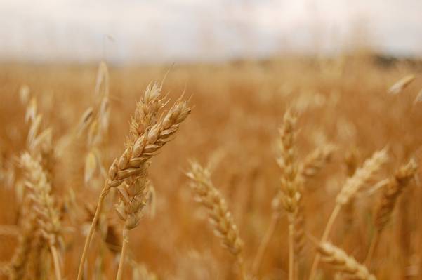 在白天的稻田,小麦高清壁纸