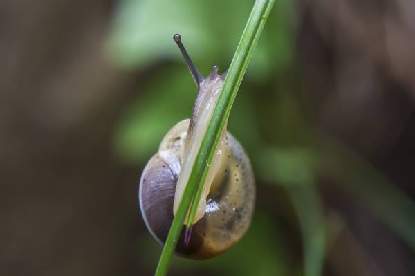 灰色蜗牛在绿色叶子HD墙纸的特写镜头照片