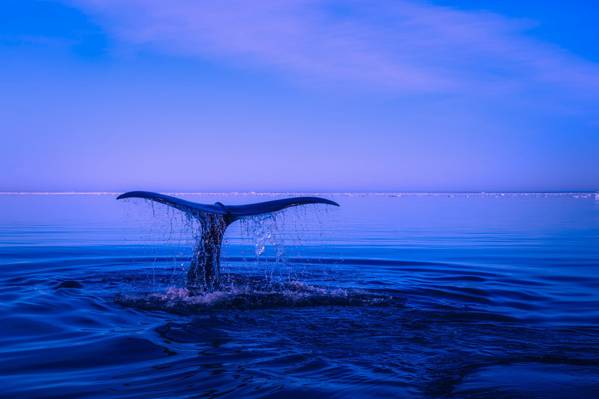 在日落的高清壁纸期间,鲸鱼的尾巴上方的水