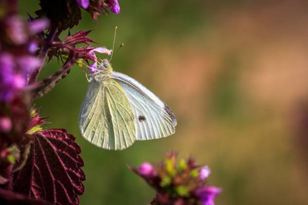 选择性的重点摄影的白色的蝴蝶,采集花蜜上紫色的豹花高清壁纸