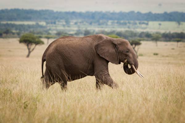 灰色的大象在草地上高清壁纸