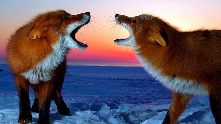 壁纸一对,红色,狐狸,冬天,雪