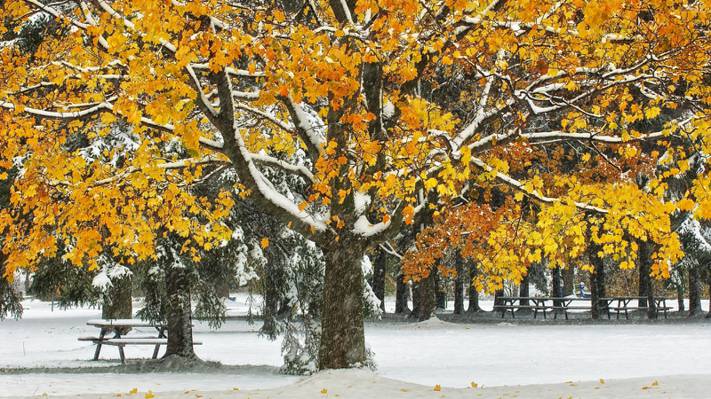 壁纸公园,桌子,雪,树,长凳,秋天,树叶