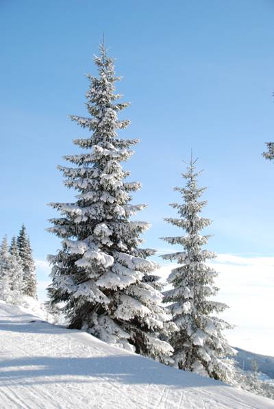在白天时间高清壁纸树覆盖着雪