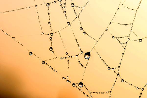 蜘蛛网与水露水高清壁纸