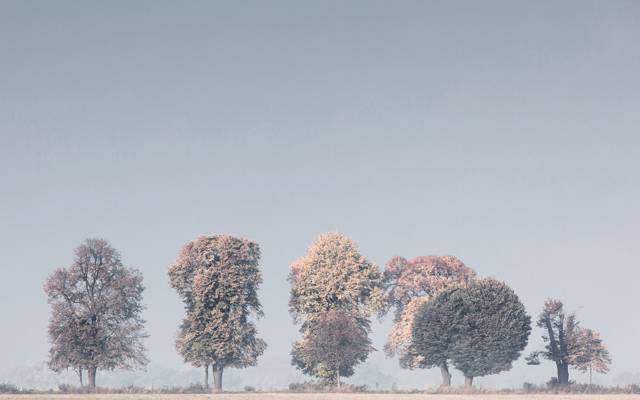雾,树木,性质