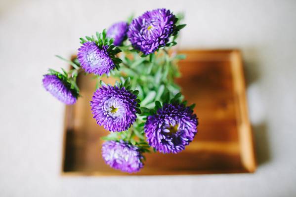 花,花瓣,紫苑