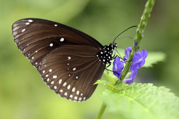 黑蛾栖息在花的宏观照片,euploea核心HD墙纸