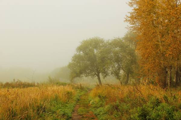 性质,雾,树,路径,照片,草,秋季,森林