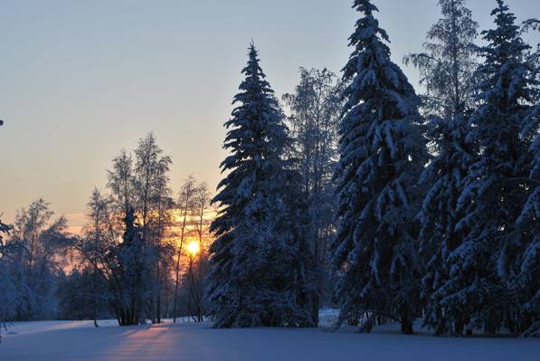 壁纸乌斯特' - 库,黎明,寒冷,森林,冬天