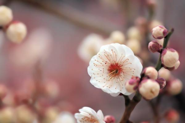 宏观摄影的白色樱花花高清壁纸