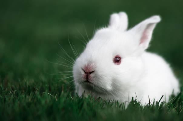 兔子,兔子,白兔子