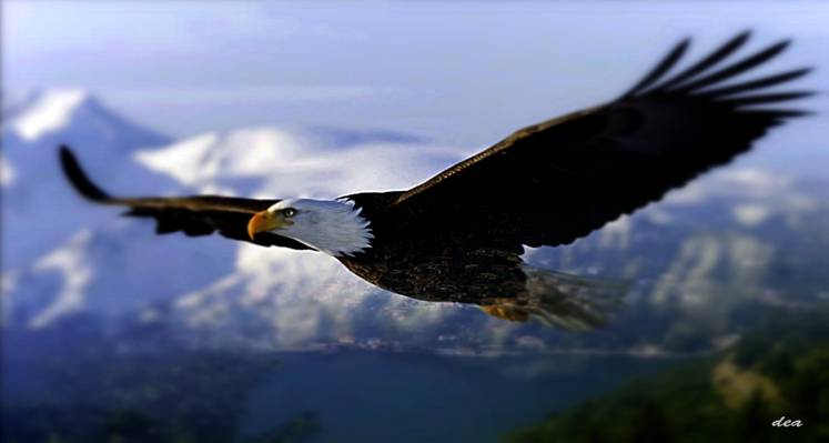美国之鹰在天空中飞翔高清壁纸