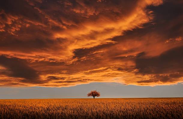麦田与日落时多云的天空下的树高清壁纸
