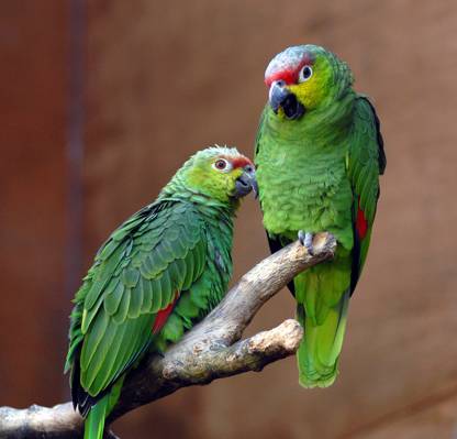 两个绿色和红鹦鹉在树干上,厄瓜多尔亚马逊高清壁纸