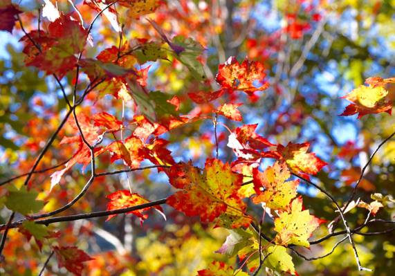 树,秋天,叶子,深红色