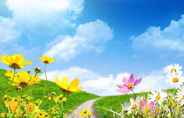 春天,天空,鲜花拯救,田野,洋甘菊,春天,阳光